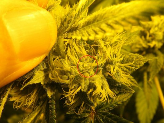 OG_Madman_Day_39_e_herm.jpg