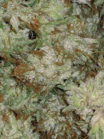 House & Garden Nutes., Under Current Systems, 30,000 Watts, 10 Tons of A/C, Co2