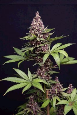 Any grow "Gorilla Grape" ???