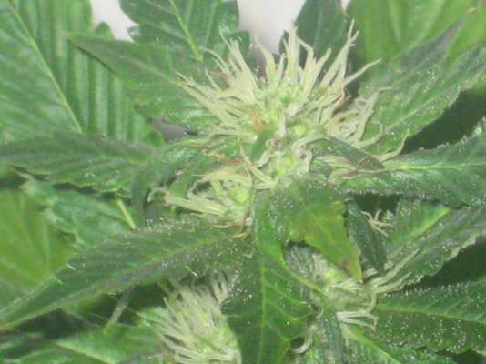 ud day30f a.JPG