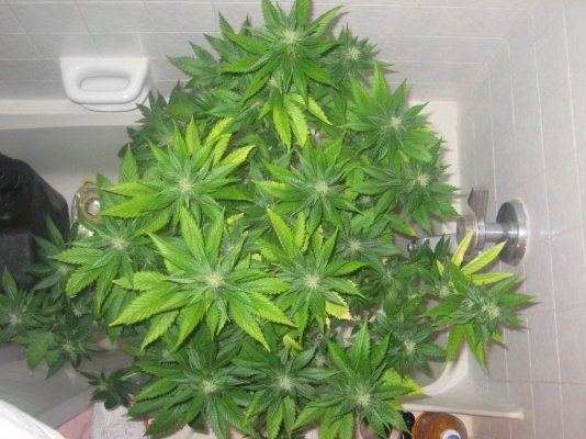 ud day30f b.jpg