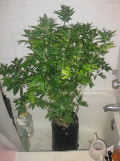 ud day30f c.jpg