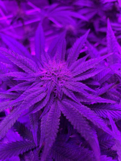 ackbar-og-scrogg-grow--my-first-scrogg-3.jpeg