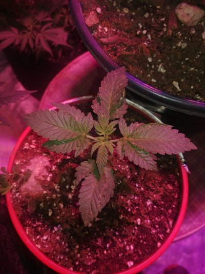 My Grow