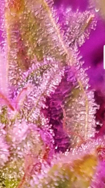 Screenshot_20200112-141926_Gallery.jpg