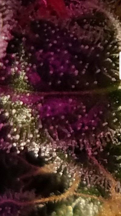 Screenshot_20200112-142011_Gallery.jpg