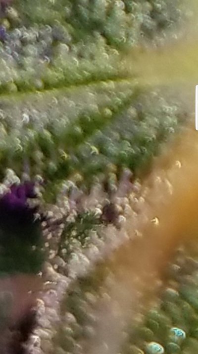 Screenshot_20200112-141658_Gallery.jpg