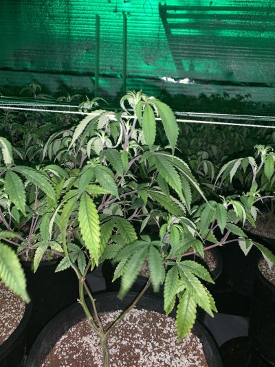 stunted-growth-during-veg-how-to-fix-2.jpeg