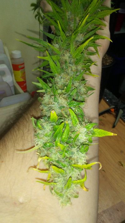 Dankden Support Group Cgo (collaborated Growop)