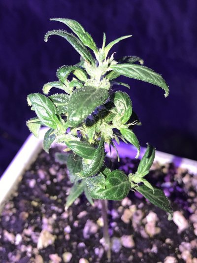 clone-starting-to-flower-already-3.jpeg