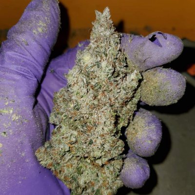 Sundae Driver x GMO 5.jpg