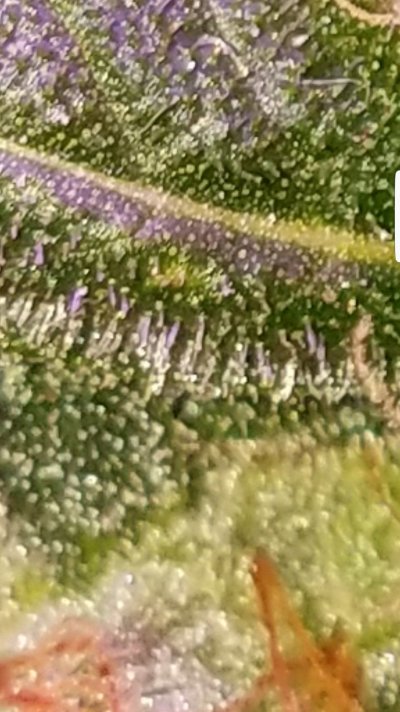 Screenshot_20200115-054736_Gallery.jpg