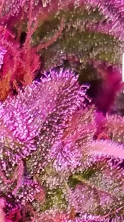 Screenshot_20200115-054616_Gallery.jpg