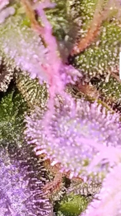 Screenshot_20200115-054634_Gallery.jpg