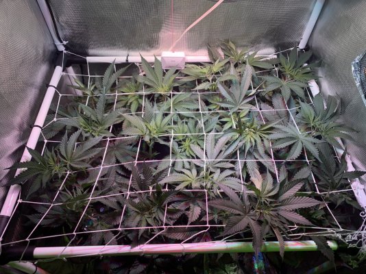 my-first-indoor-grow-bruce-banner.jpeg