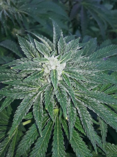 Let's See Your Frostiest Flowers