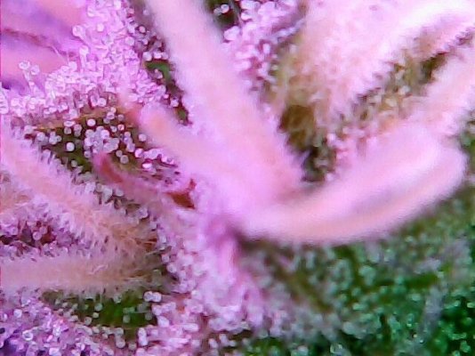 Pistils & Trichomes