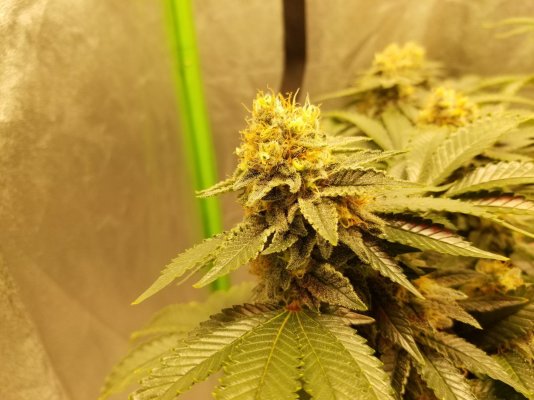BigCube's grow show and tell.