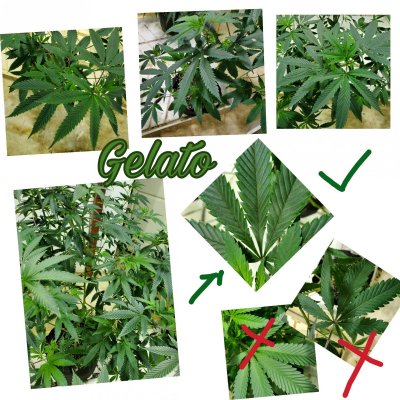 Hi folks!  Need help identify Gelato strain.