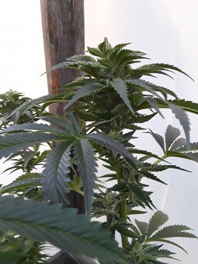 Plumber's First Coco Grow