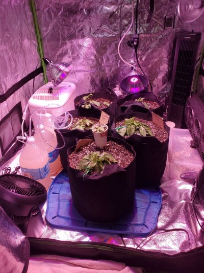 Deficiency?
