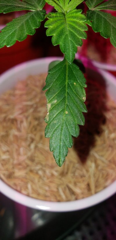 day-19-seedlings-with-spots-2.jpg