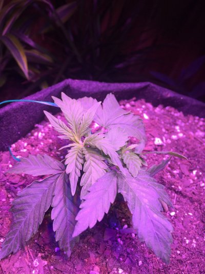 Tiny plants week 4, already flowering. Help me!