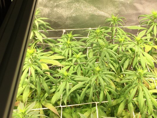 Harambe, and  Kashyyk Cookies Fall grow