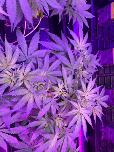 help-plants-yellowing-certain-spots.jpeg