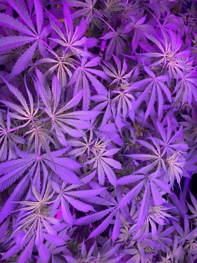 help-plants-yellowing-certain-spots-2.jpeg