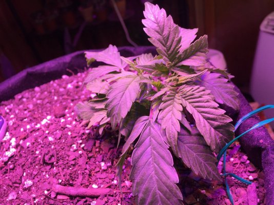 Tiny plants week 4, already flowering. Help me!