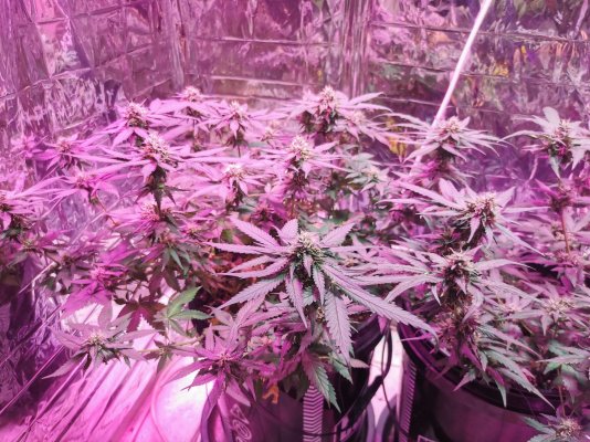 New grower New Member
