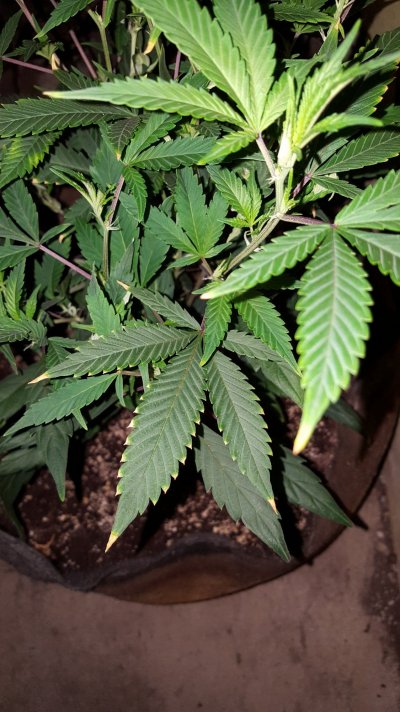 LFH : Deficiency or Toxicity