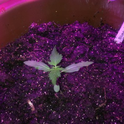 First Seed Harvest