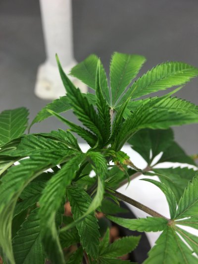 Transplant Shock in DWC