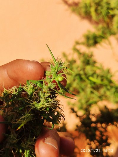 landraces-3.jpg