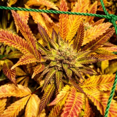 Quantum flower tent lighting upgrade v2 + red and far red