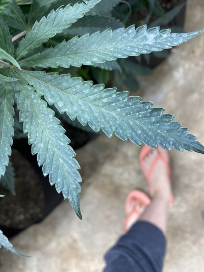Sulfur Residue or PM?