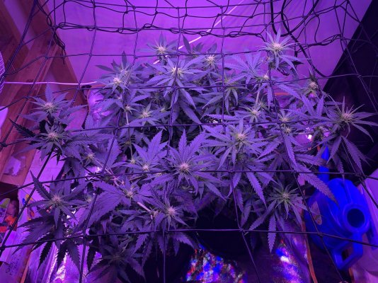 Best Organic Fertiliser for soil grow