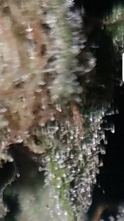 Screenshot_20200123-193143_Gallery.jpg