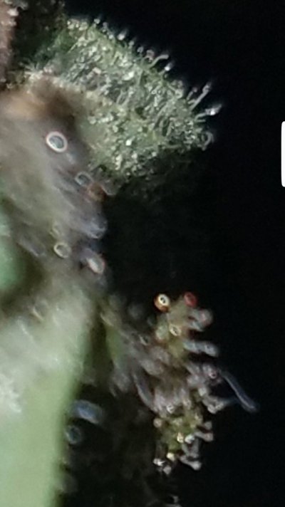Screenshot_20200123-193117_Gallery.jpg