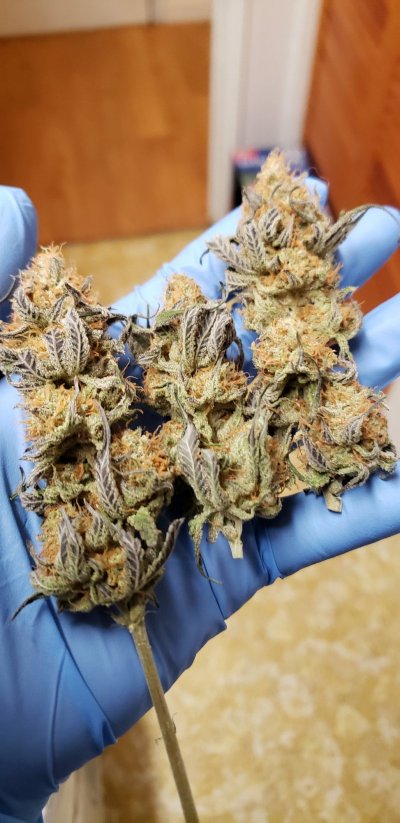 Karma Genetics  Headbanger / Mr D0p3sauce Grow Blog =]