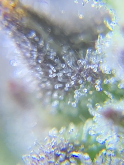 F3543829-43F8-4860-9306-9DC1083B3211.jpeg