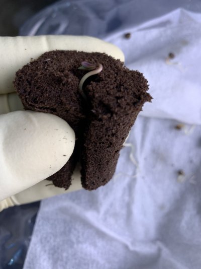 swoles-first-grow-3.jpeg