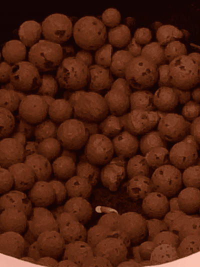 swoles-first-grow-5.png
