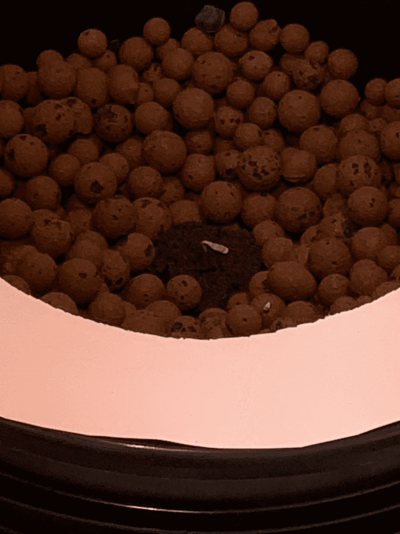 swoles-first-grow-6.png