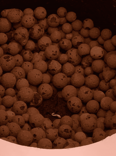 swoles-first-grow-7.png
