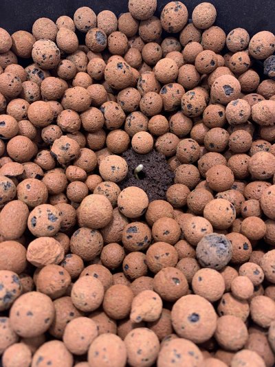 swoles-first-grow-8.jpeg