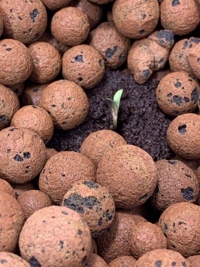 swoles-first-grow-9.jpeg