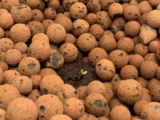 swoles-first-grow-10.jpeg